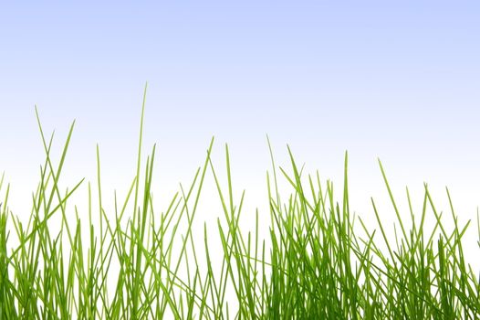green and fresh grass in spring under blue sky
