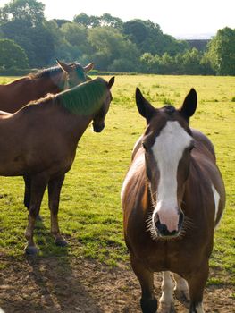 Horse in Beautiful Green Field in British Summer Morning