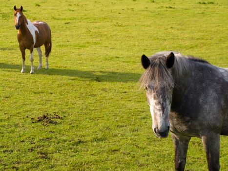 Horse in Beautiful Green Field in British Summer Morning