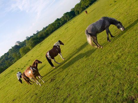 Horse in Beautiful Green Field in British Summer Morning