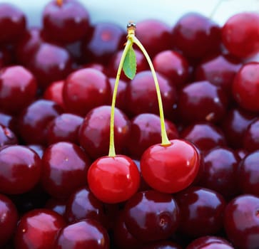 Heap of cherries with pair  of them in the front.