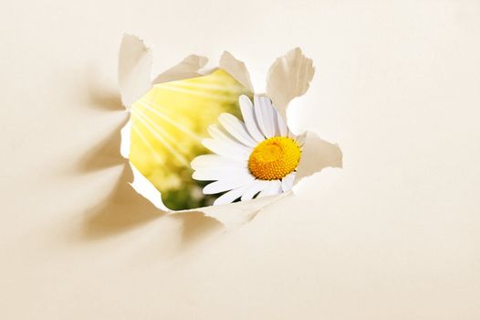 flower behind hole in blank paper showing freedom