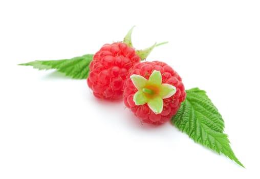 Two raspberries with green leaves on white background 