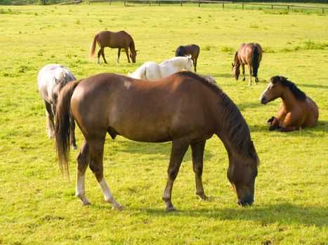 Horse in Beautiful Green Field in British Summer Morning