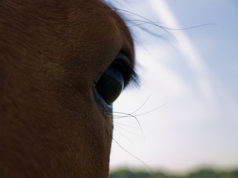 Horse in Beautiful Green Field in British Summer Morning