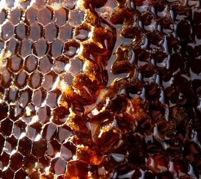 Close up of a honeycomb
