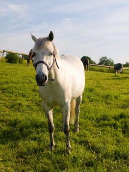 Horse in Beautiful Green Field in British Summer Morning