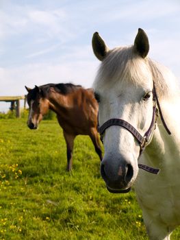 Horse in Beautiful Green Field in British Summer Morning