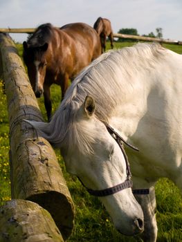 Horse in Beautiful Green Field in British Summer Morning