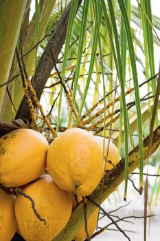 Ripe orange coconuts on a palm-tree close-up. Beach on the Caribbean Sea, Cuba.