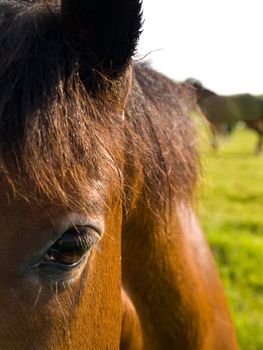 Horse in Beautiful Green Field in British Summer Morning