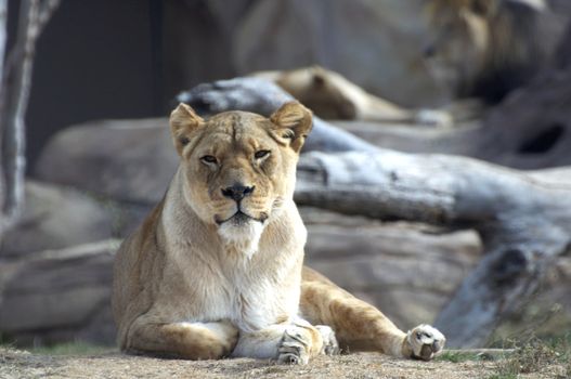 A lioness rests at the Denver Zoo.