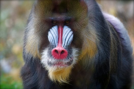 A large male mandrill looks on with an intent stare and fierce look.