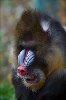 A large male mandrill looks on with an intent stare and fierce look.