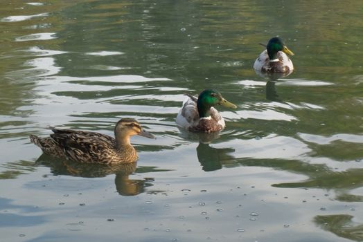 Ducks Geese and Coots Swimming on a British Pond in Summer Sunrise