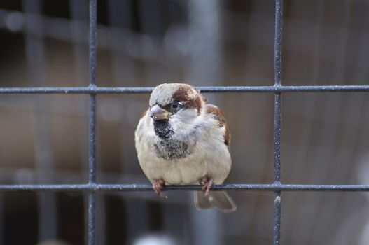 A little bird sits on a wire.