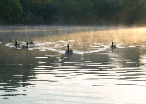 Ducks and Geese on a Misty English Pond Early in The Morning