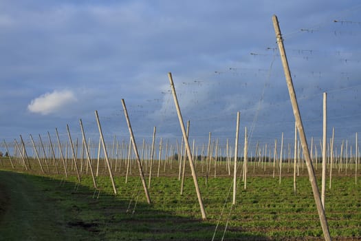 remains of a hop field after the harvest