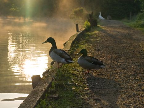 Two Ducks Standing By The Lakeside at Sunrise