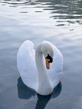 Beautiful Swan Floating Swimming On Pond