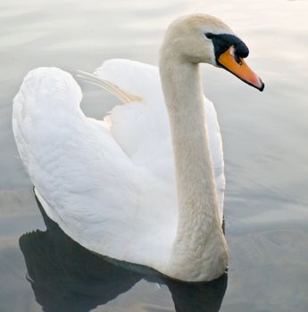 Beautiful Swan Floating Swimming On Pond