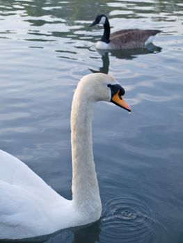 Beautiful Swan Floating Swimming On Pond