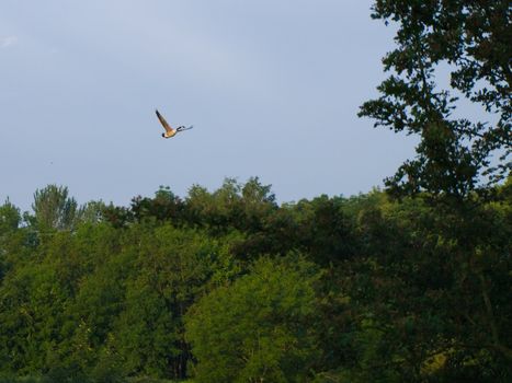 Canadian Goose Flying Over British Trees