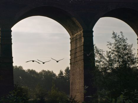 Flock of Canada Geese Flying In Formation Under a Victorian Viaduct