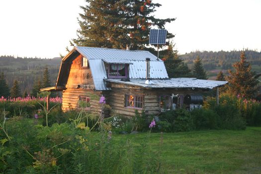 The morning sun shines on an eco-friendly, rustic "green" log cabin built by hand and surrounded by fireweed in the northern wilderness