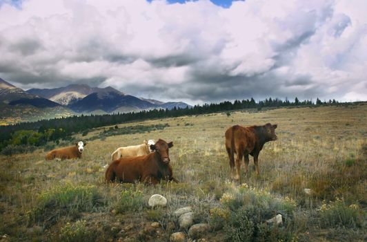 Part of a herd of cattle on the open range in the mountains of Colorado, preparing to weather a summer storm.