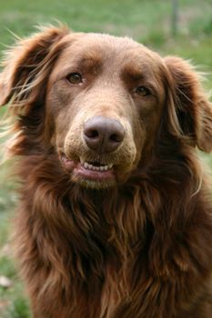 Gentle, retriever-type dog is used for therapy for adults and children in managed care.  Selected focus is on her nose.