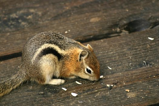 Golden Mantled Ground Squirrel (Spermophilus lateralis) looks like a chipmunk on steroids, but can be distinguished by its lack of stripes on its face.