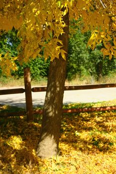 Ash trees (Fraxinus pennsylvanica) exhibit beautiful yellow foliage in the Fall.