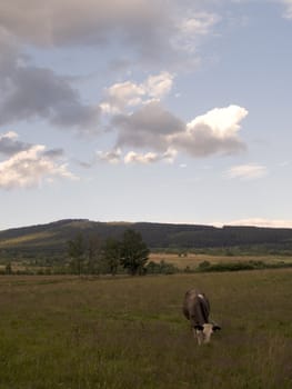 the cow on the farm