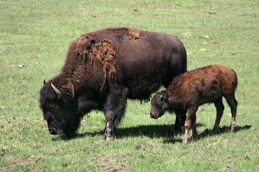 Bison Cow and Calf (Bison bison) grazing in early Summer, still showing patches of her heavy winter coat with nearly slick hide from her summer coat.