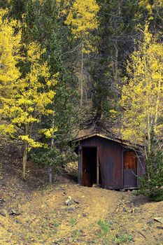 Abandoned mine shack in the bright foliage of aspens (Populus tremuloides) in the San Isabel forest near Poncha Pass in the Rocky Mountains of Colorado