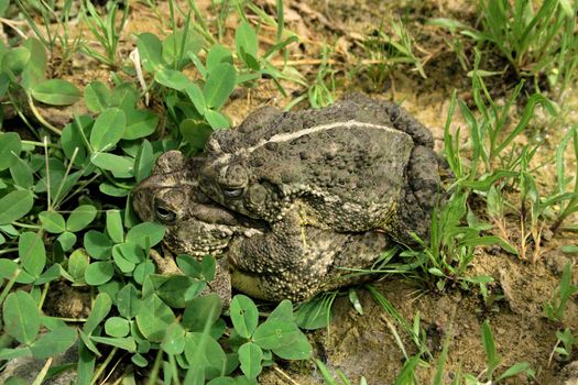 The white stripe down their backs identifies these toads as Woodhouse's Toads