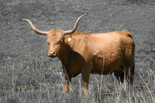 A Longhorn/Scottish Highland cross cow is a symbol of the evolution from the old west to the modern day cattle rancher.