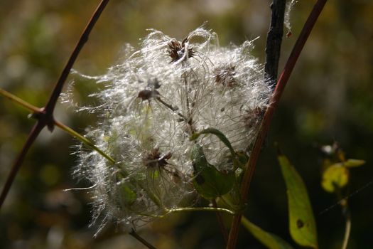 Fluffy seedpods of the White Clematis (Clematis ligusticifolia), a wild vine plant with many common names (such as Virgin's Bower, Pipestem, Traveler's Joy, and Pepper Vine), that grows in the foothills of the Rocky Mountains along stream sides and montane areas.