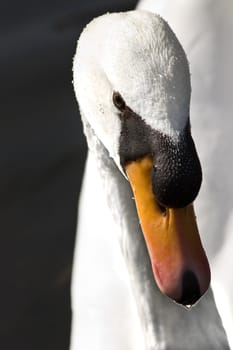 Portrait young white Mute Swan in sunshine 