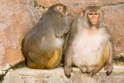 Two rhesus monkeys sitting in the sun and cleaning of fleas