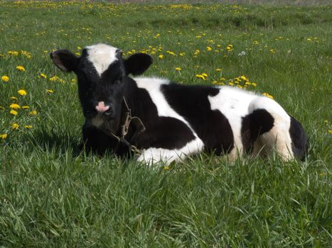 The black and white cow on a summer meadow 