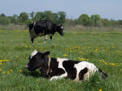 The black and white cow on a summer meadow 