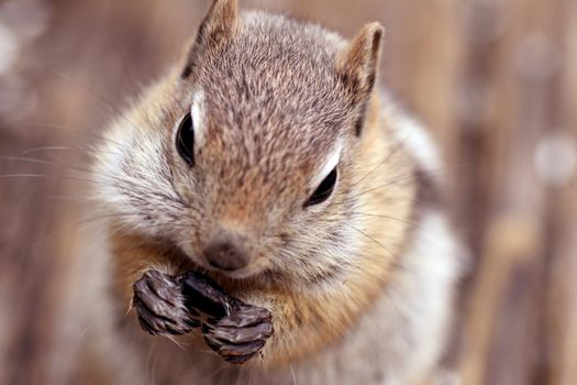 Golden Mantled Ground Squirrel (Spermophilus lateris) holding a sunflower seed in its paws