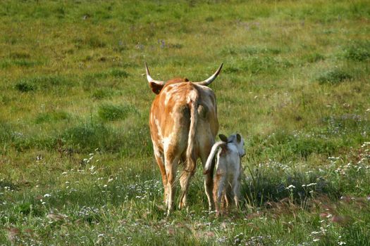 A long horn cow and newborn calf (Bos taurus) on a Rocky Mountain ranch make their way across a meadow to join up with the rest of the herd. 