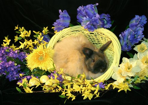 Fuzzy Easter bunny in yellow basket surrounded by bright spring flowers and Easter eggs.