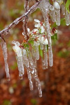 Wildflowers encased in icycles from a late spring ice storm in the Rocky Mountains