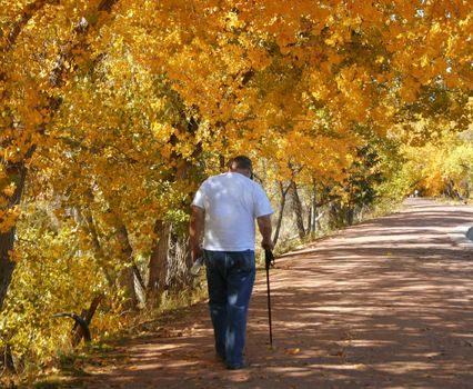 A man in white tee-shirt and blue jeans walks using a walking stick down a path through brilliant autumn foliage