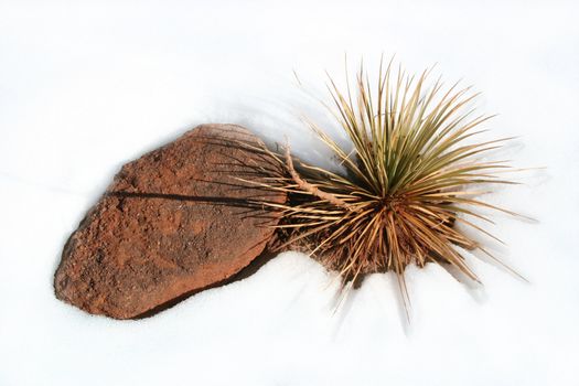 Still life composed of yucca plant and stone in snow.