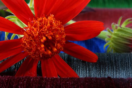 Red flower against threads for an embroidery.